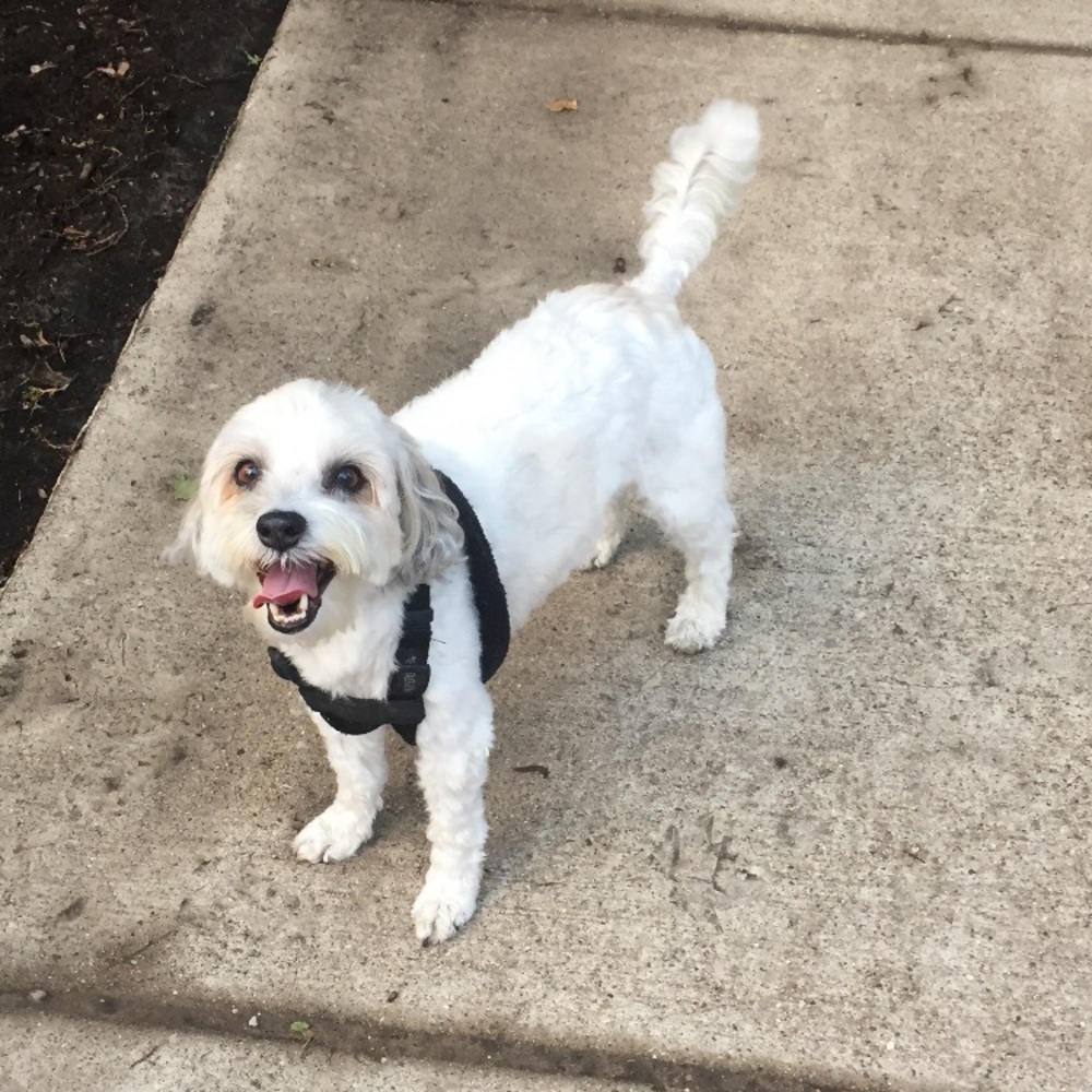 Meet your Posher, Victor